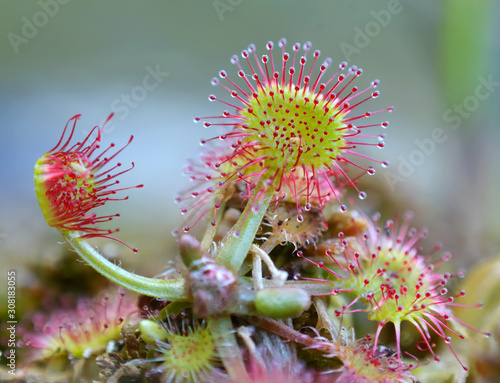 Common Sundew