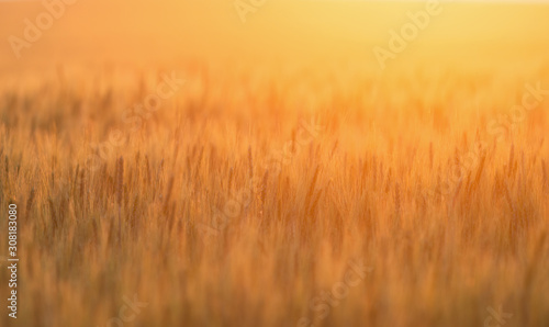 Wheat in evening light