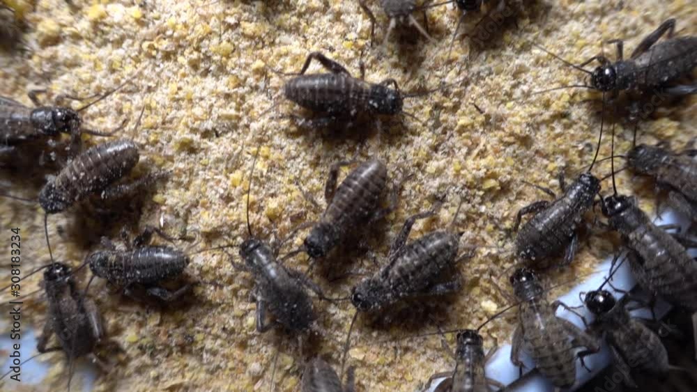 Overhead close up video of a basket full of insects inside a cricket farm in Cambodia Overhead close up video of a basket full of insects inside a cricket farm in Cambodia