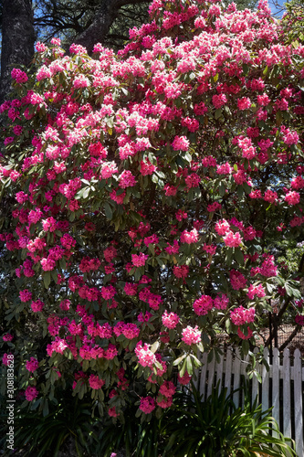 Flowers in springtime in Wentforth Falls, New South Wales, Australia.