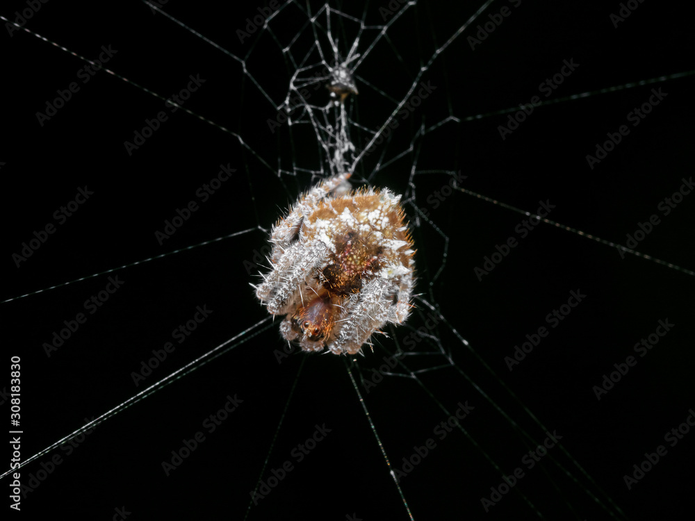 Macro Photo of Spider is on the Web Isolated on Black Background Macro Photo of Spider is on the Web Isolated on Black Background