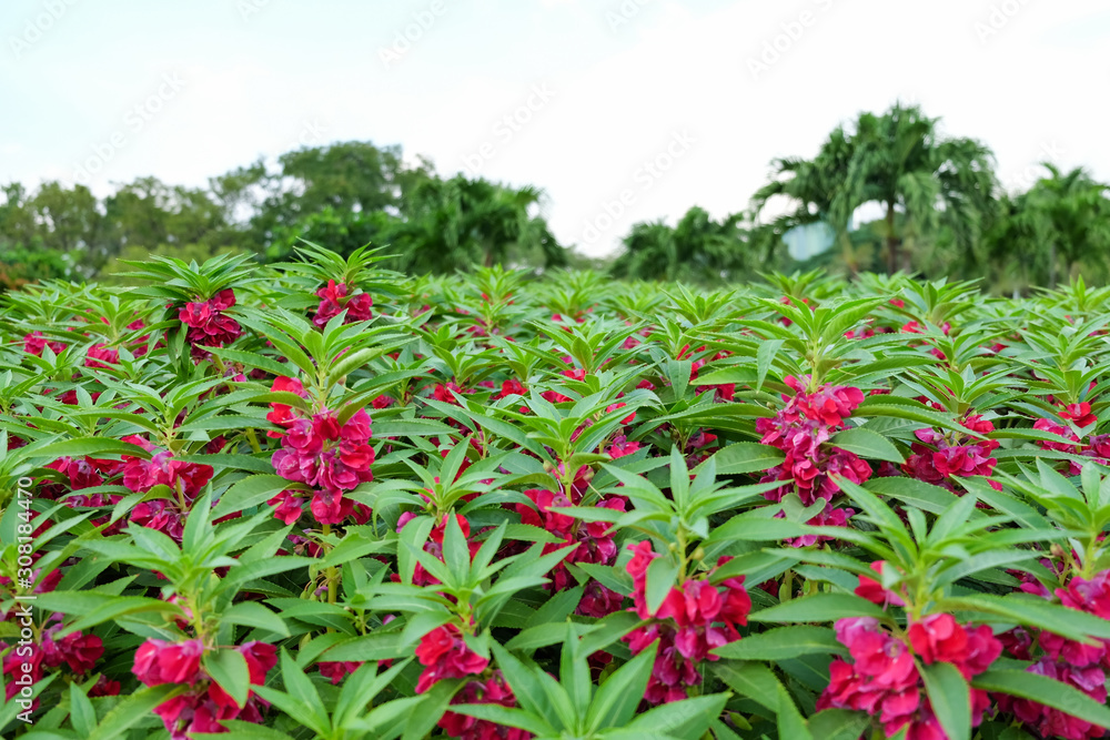 pink balsam flower  in graden. (Impatiens balsamina)