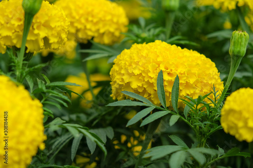 Yellow Marigold flowers full bloom. tagetes spp.  In Thailand is the flower of King Rama IX.