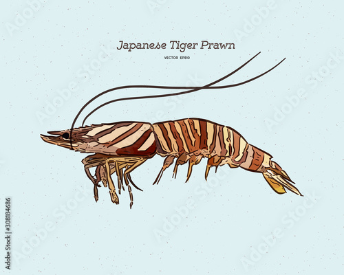 Japanese tiger prawn, hand draw sketch vector.