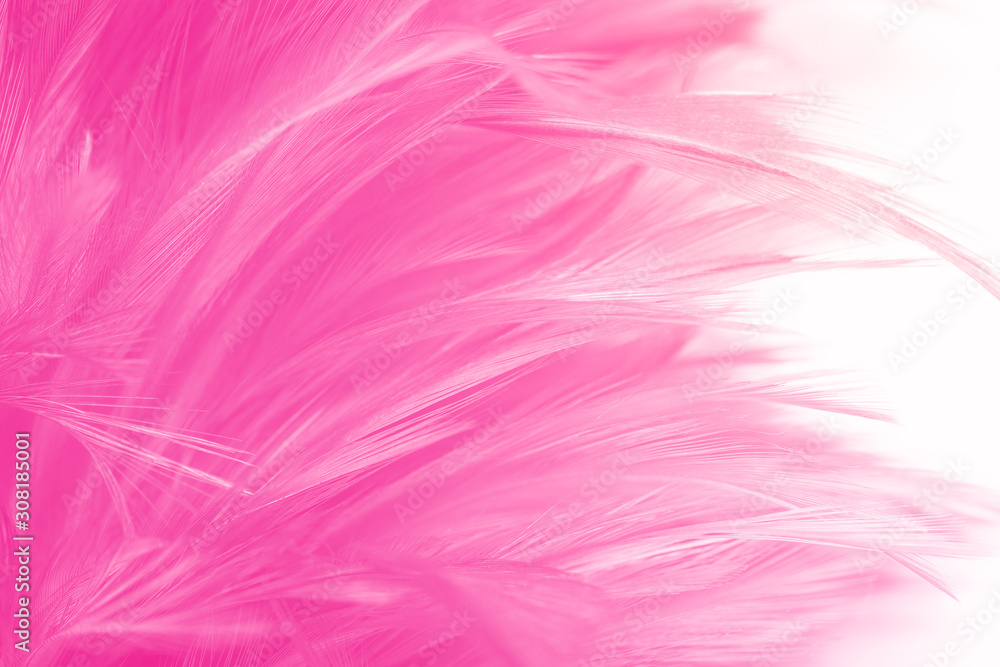 Fototapeta premium Beautiful pink magenta feather texture pattern background