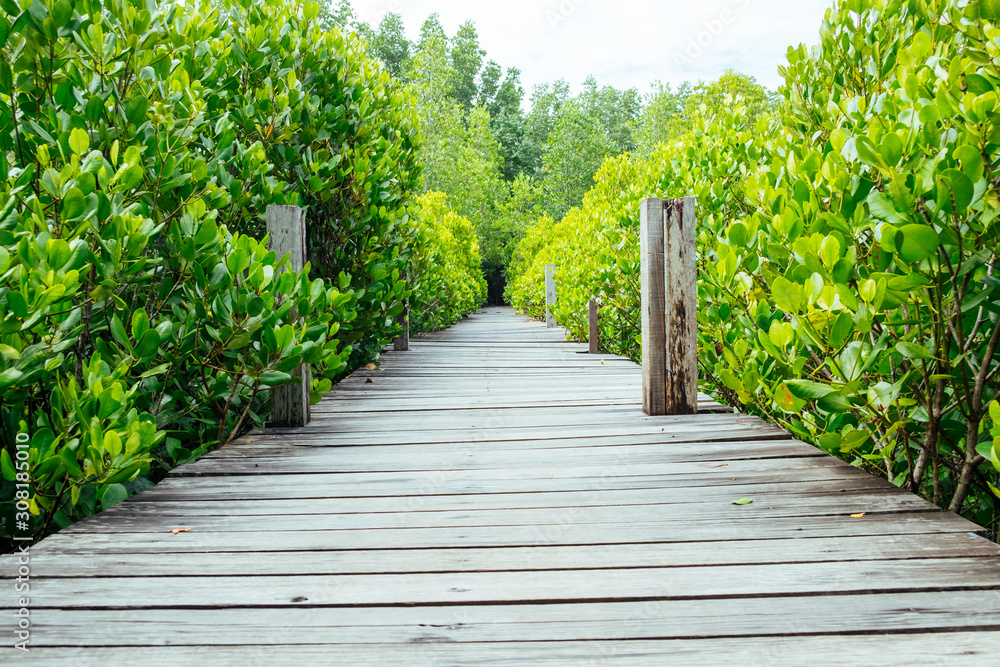 Long wooden path or wooden bridge among vibrant green mangrove forest, Rayong province, Thailand Long wooden path or wooden bridge among vibrant green mangrove forest, Rayong province, Thailand