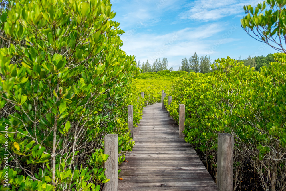 Long wooden path or wooden bridge among vibrant green mangrove forest on a bright sky, Rayong province, Thailand Long wooden path or wooden bridge among vibrant green mangrove forest on a bright sky, Rayong province, Thailand