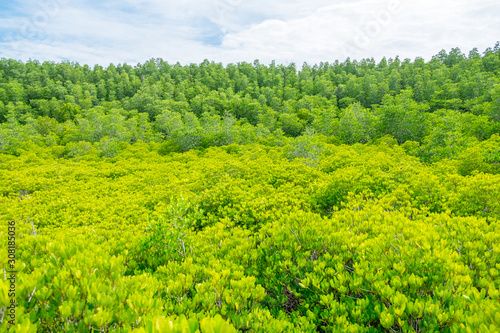 the vibrant green mangrove forest on sunlight, The bright yellow leaves are called golden fields., Rayong province, Thailand