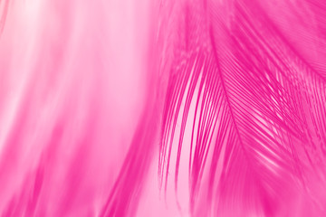 Beautiful pink magenta feather texture pattern background