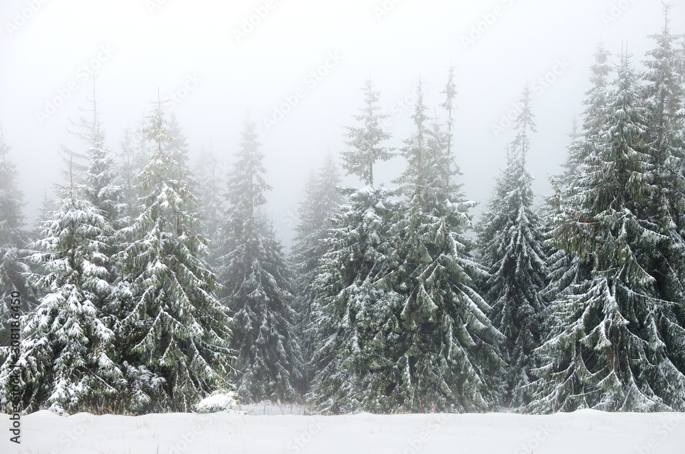 Winter forest in the fog Winter forest in the fog