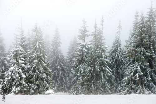 Winter forest in the fog