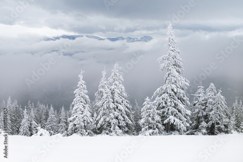 Winter forest on baclground of mountains