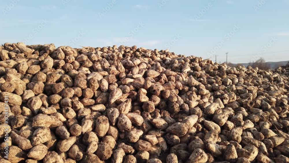 Raw beetroots just plowed and ready for process. Raw beetroots just plowed and ready for process.