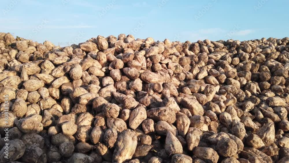 Raw beetroots just plowed and ready for process. Raw beetroots just plowed and ready for process.