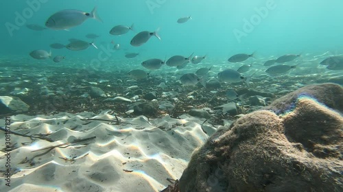 Banc d'Oblades, poisson commun en Méditerranée, nageant près de la plage Cala Arenal d'en Castell, à Minorque, îles Baléares photo