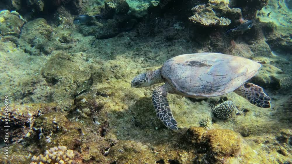 cute green sea turtle (Chelonia mydas) swim and feed on coral reef in turquoise water in a lagoon of red sea, Marsa Alam, Egypt cute green sea turtle (Chelonia mydas) swim and feed on coral reef in turquoise water in a lagoon of red sea, Marsa Alam, Egypt