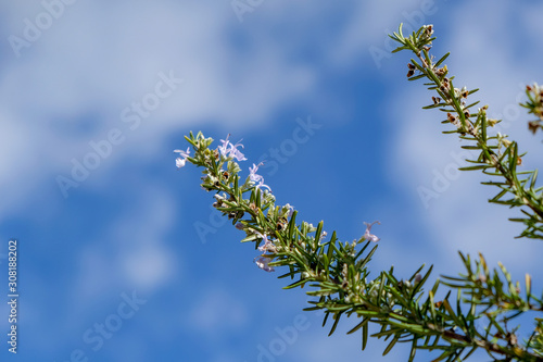 Wild rosemary isolated flower blossom on blue sky background,natural ingredient