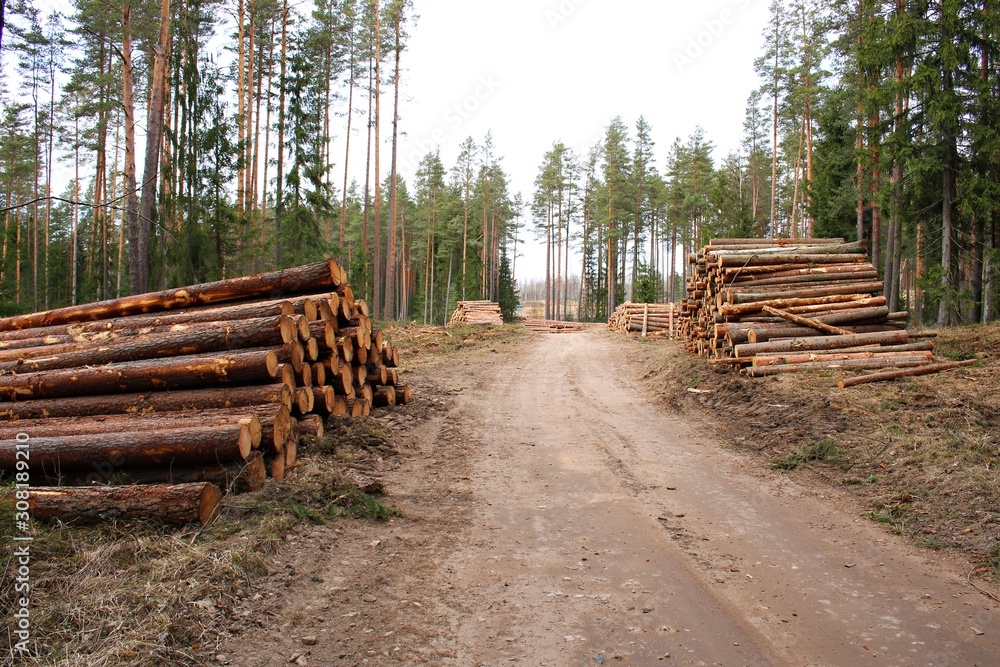 Sawn pine logs peeled and stacked in large stacks in autumn