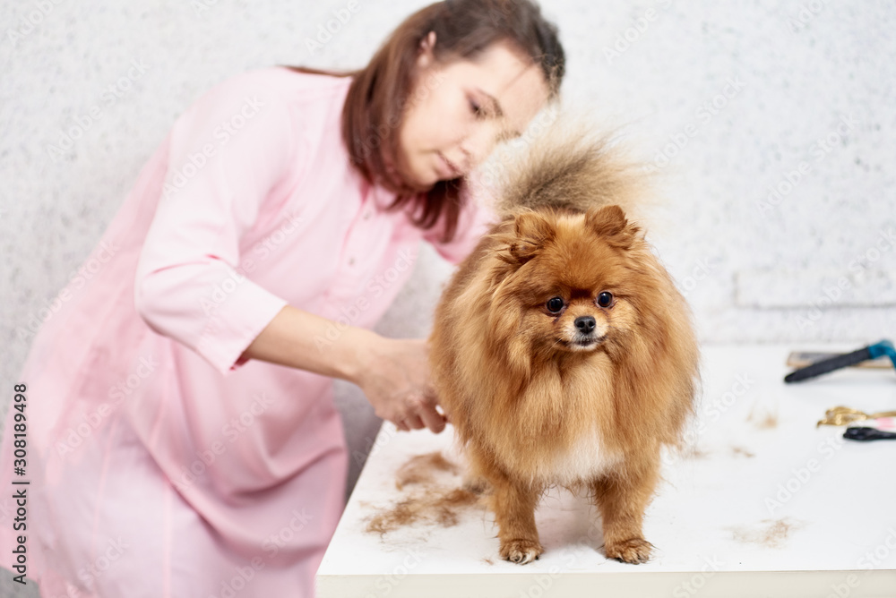 Cute little pomeranian after professional grooming in vet clinic Cute little pomeranian after professional grooming in vet clinic