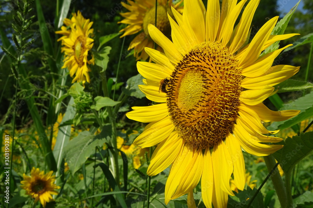Obraz premium Girasoli