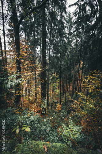 forest in autumn II