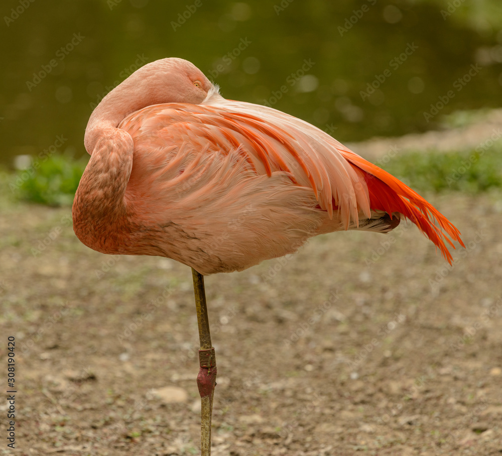 resting orange flamingo on one leg with head on back