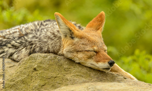 Photo coyote dog portrait sleeping on a rock
