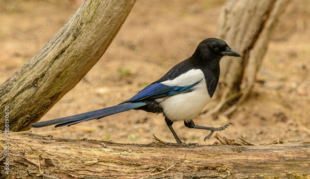 magpie bird walking on a fallen tree stem magpie bird walking on a fallen tree stem