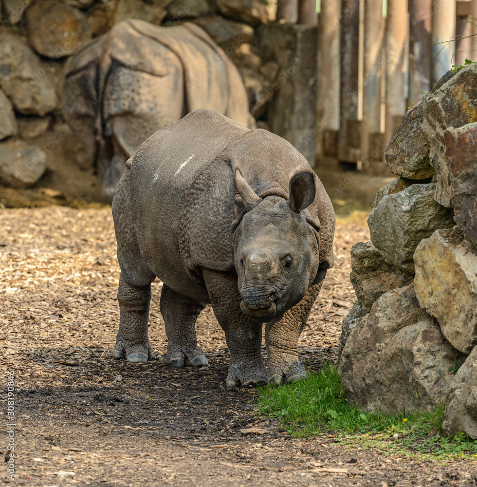 young rhinoceros girl with her mother in background young rhinoceros girl with her mother in background