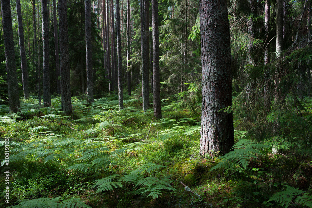 Fototapeta premium Forêt de pins dans le parc national de Lahemaa, Estonie.