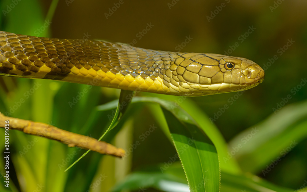 profile portrait of snake head in air profile portrait of snake head in air