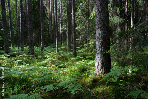 Forêt de pins dans le parc national de Lahemaa, Estonie.