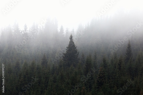 Misty landscape with pine forest