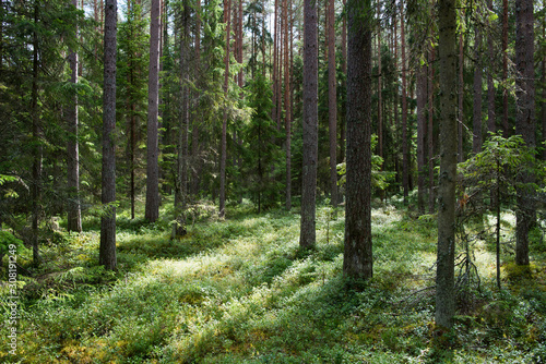 For  t de pins dans le parc national de Lahemaa  Estonie.
