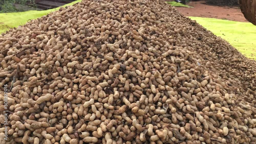 Locked shot of a large heap of peanuts after a good harvest in Bangalore, India.