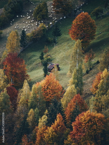 Autumn alpine rural landscape near Brasov, Magura village, Transylvania, Romania.