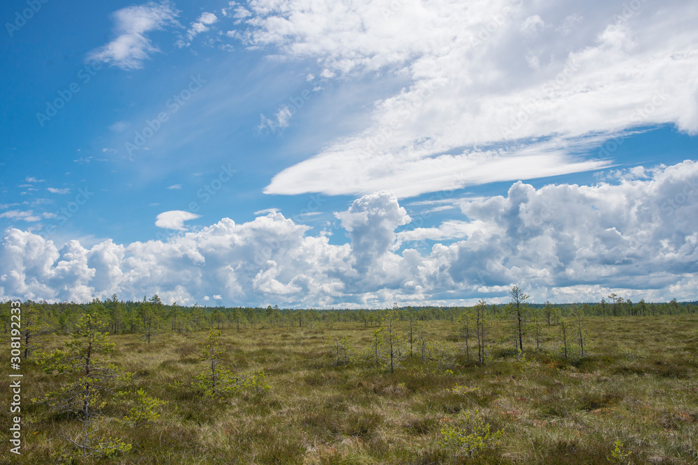 Paysage de tourbière dans le parc national de Lahemaa, Estonie.