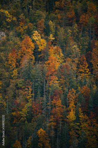 Colorful forest trees in autumn season