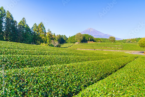 Scenic image of beautiful green tea plantation near Mt. Fuji in day time on blue sky at Shizuoka Prefecture, Japan.