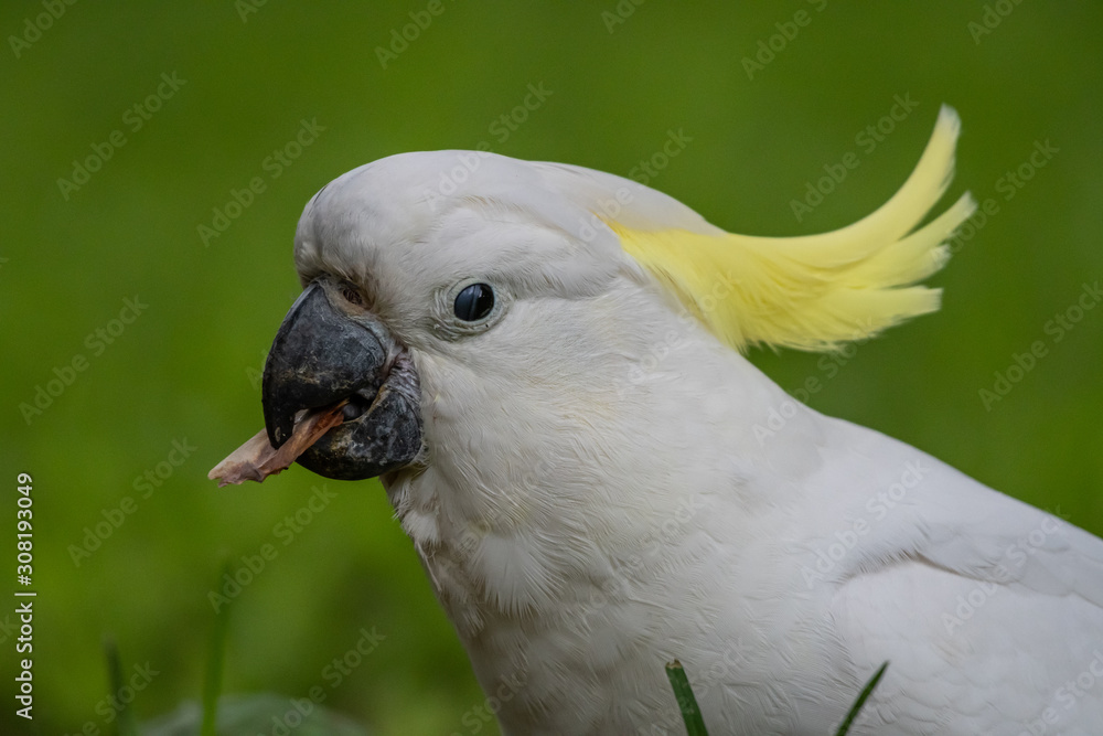 Fototapeta premium Sulphur-crested Cockatoo [Cacatua galerita] eating and playing with pine cone