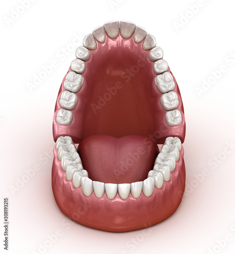 Dental anatomy - Opened Dentures. Medically accurate dental 3D illustration