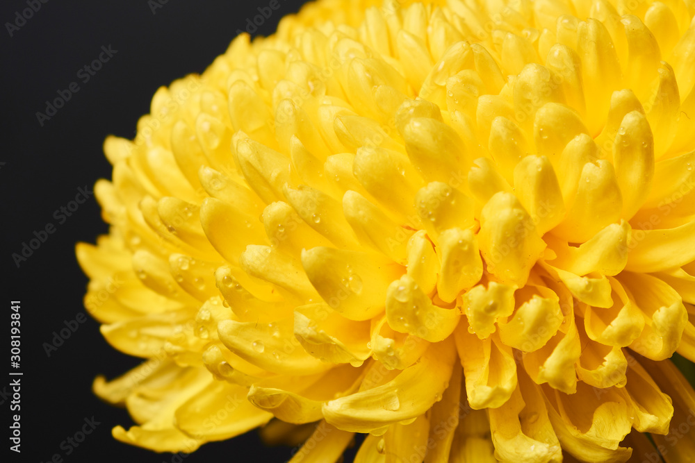 Bright yellow chrysanthemum Bright yellow chrysanthemum