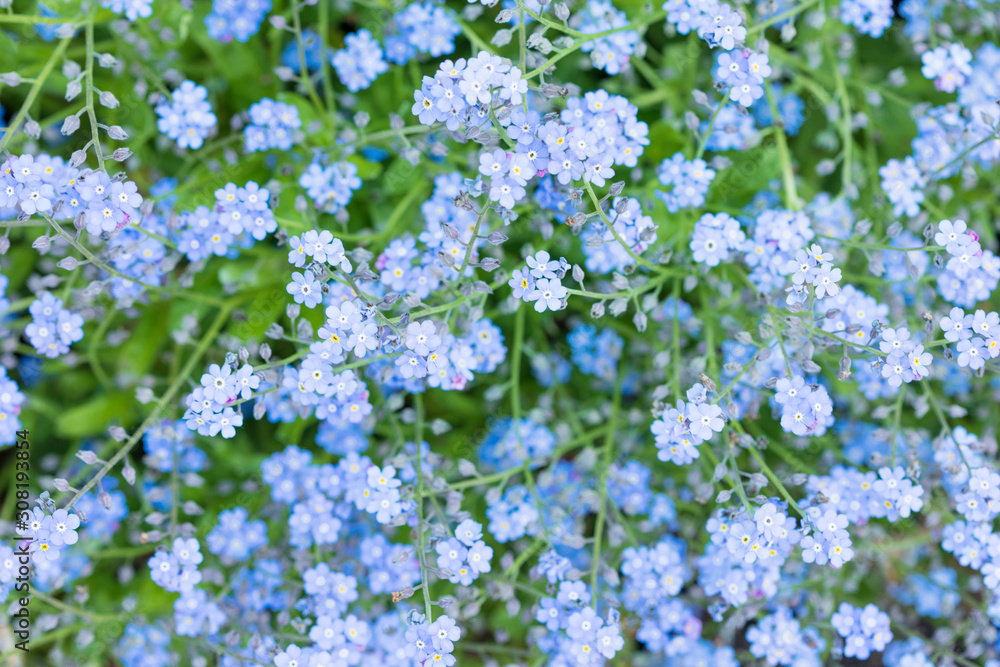 Spring blooming of small blue forget-me-not flowers, blurred background, soft focus, top view Spring blooming of small blue forget-me-not flowers, blurred background, soft focus, top view