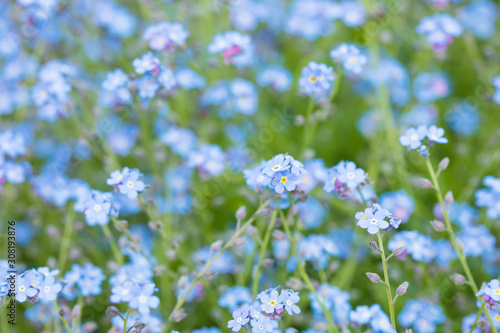 Spring blooming of small blue forget-me-not flowers, blurred pastel background, soft focus