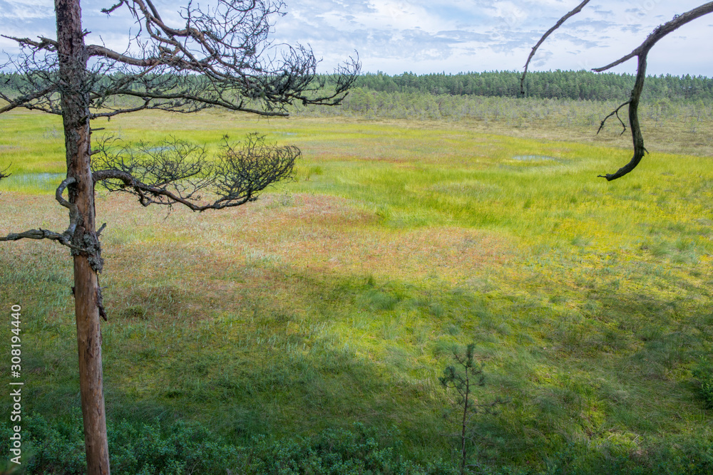 Paysage de tourbière et forêt dans le parc national de Lahemaa, Estonie. Paysage de tourbière et forêt dans le parc national de Lahemaa, Estonie.