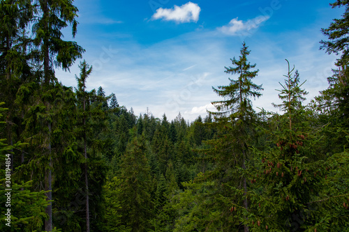 view of beautiful landscape in the Alps with fresh green meadows and trees of forest at mountain sunny day with blue sky and clouds in springtime.