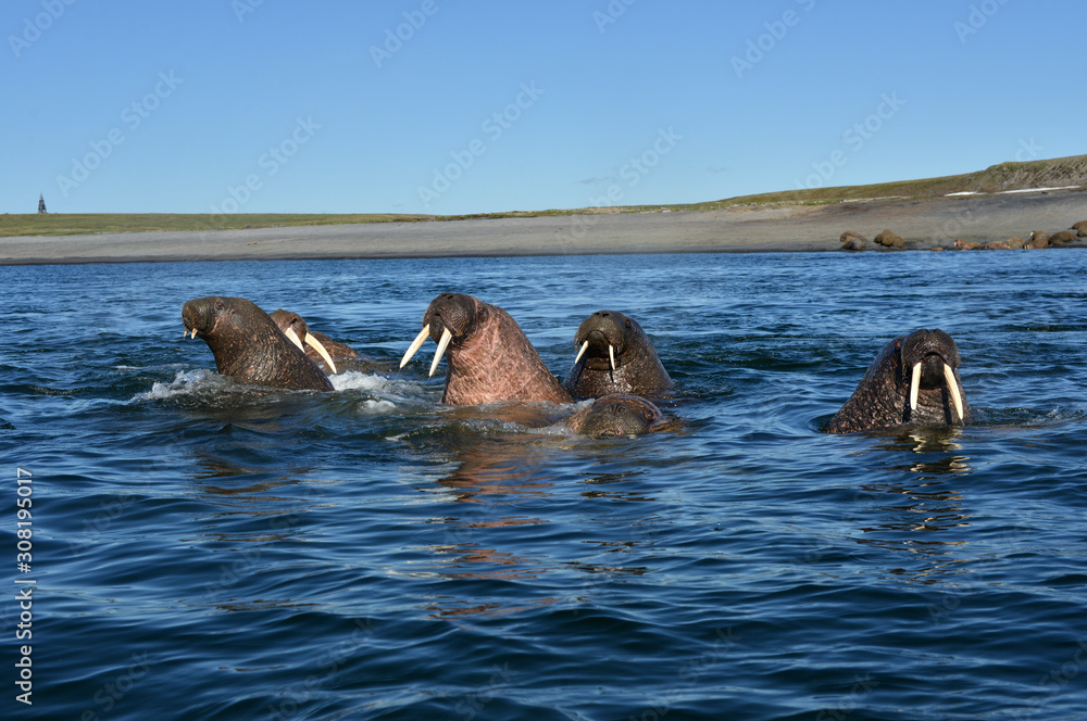 Fototapeta premium Atlantic walrus, Pechora sea