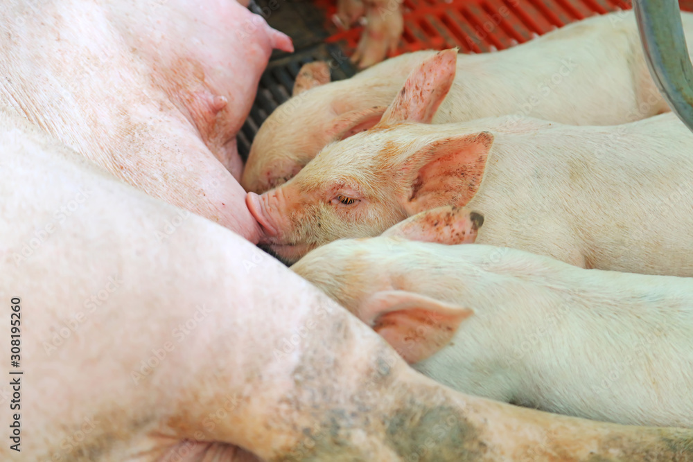 young pig feeding in a farm young pig feeding in a farm