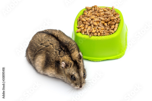 Hamster and feeding trough with wheat grains on white.