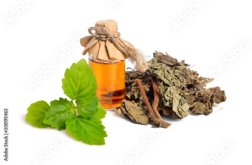 Green Sprout with Dried Pachouli plant. Isolated on white background photo